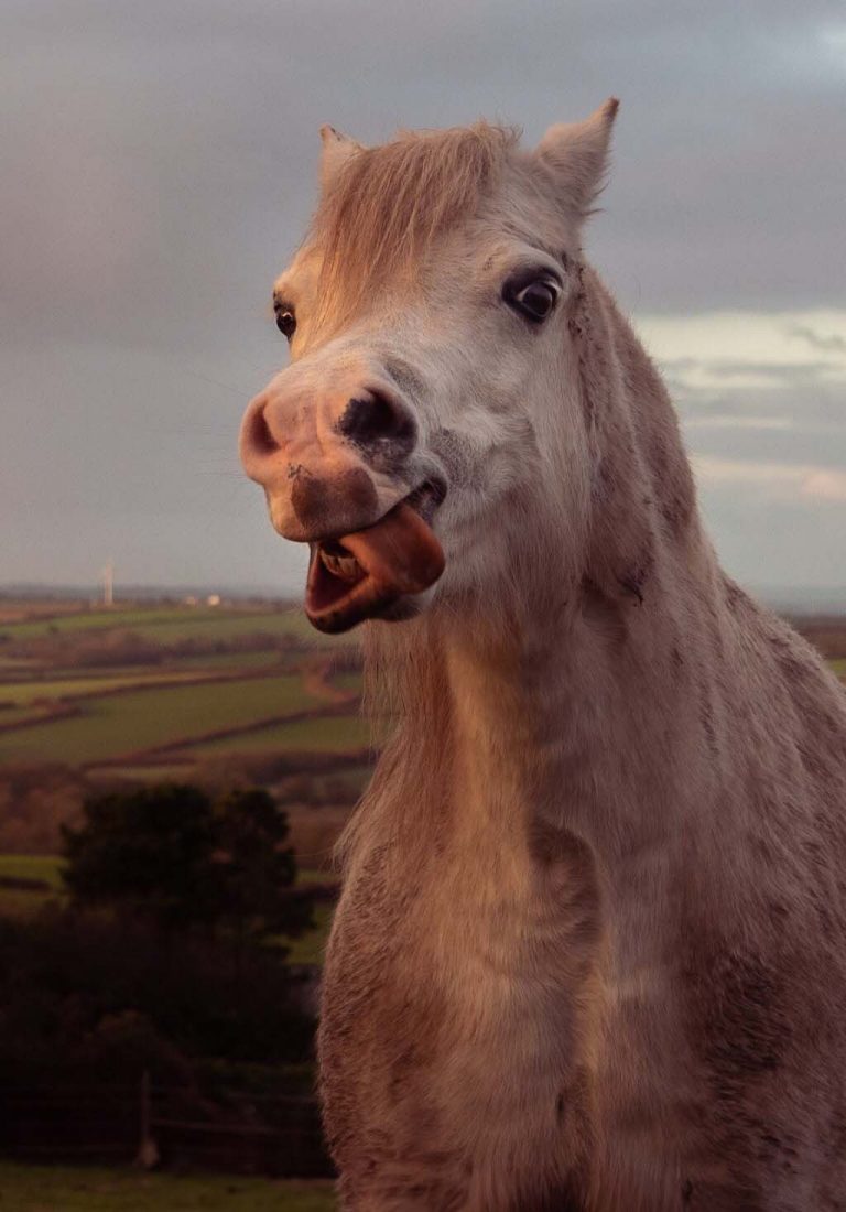 Silly Horse