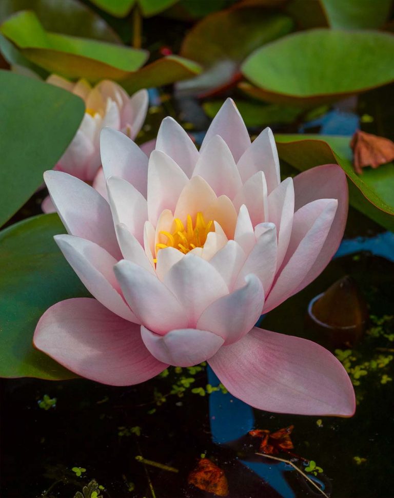 Lily